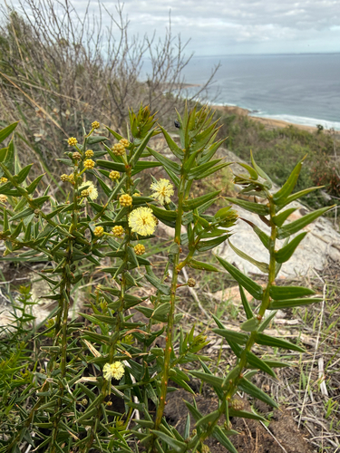 rock wattle