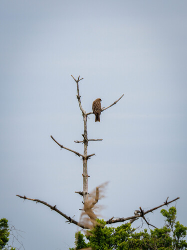 Black-eared Kite