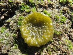 Colpomenia tuberculata