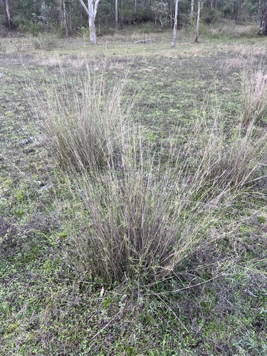 Austrostipa verticillata, 2026-06-12