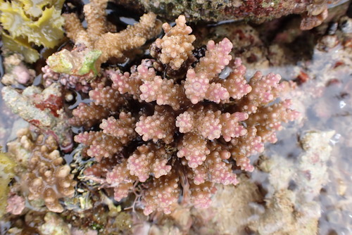 Acropora secale observed 2026-06-13