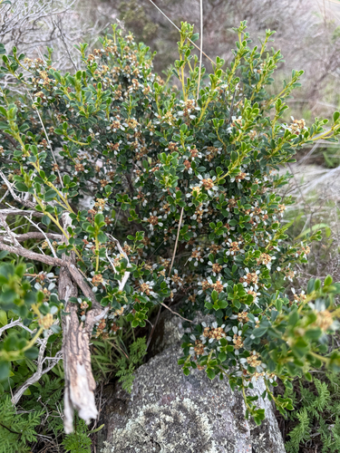Spoon-leaved spyridium