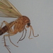 Mycetophila fagi - Photo (c) James Tweed,  זכויות יוצרים חלקיות (CC BY-NC), הועלה על ידי James Tweed
