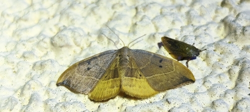 Oak Hook-tip