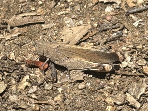 iNaturalist observation photo of California Orange-winged Grasshopper