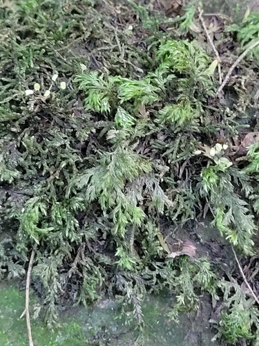 Camptochaete arbuscula observed 2026-06-14