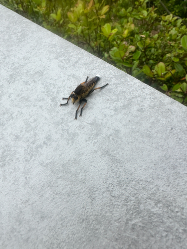 Promachus yesonicus