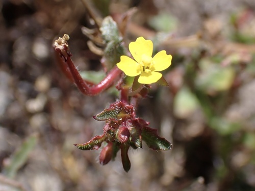 iNaturalist observation photo of hairy suncup