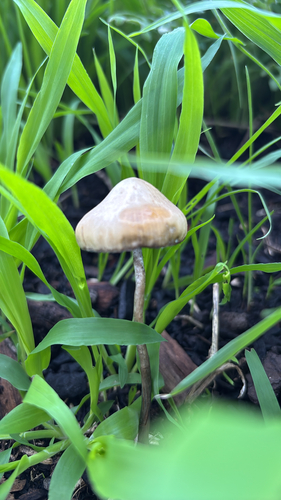 Psilocybe subaeruginosa