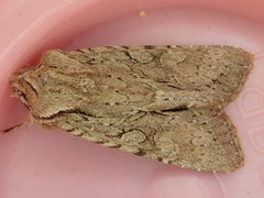 Ichneutica averilla
