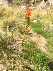 Castilleja minor stenantha