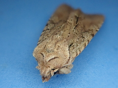Ichneutica averilla