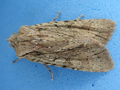 Ichneutica averilla