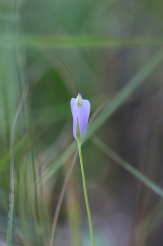 Burmannia coelestis observed 2026-06-08