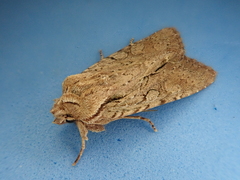 Ichneutica averilla