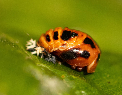 Asian Lady Beetle