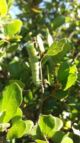 iNaturalist observation photo of Butterflies and Moths
