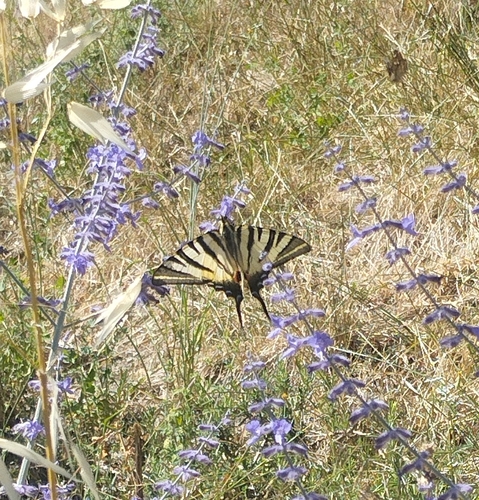 Scarce Swallowtail