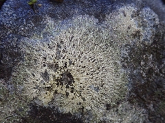 Phlyctis megalospora