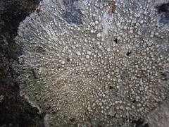 Phlyctis megalospora