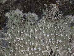 Phlyctis megalospora