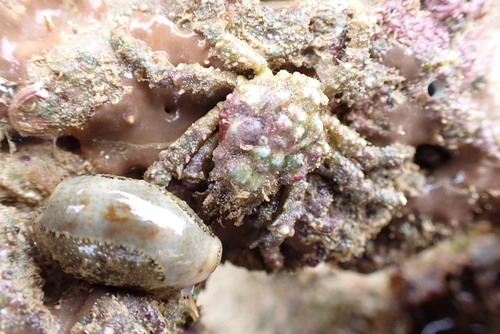 Tylocarcinus observed 2026-06-13
