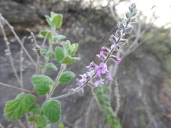 Aloysia macrostachya