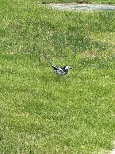 White Wagtail