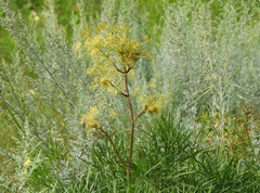 Peucedanum morisonii