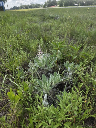 Lupinus villosus, photograph 3