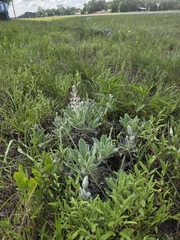 Lupinus villosus, photograph (c) Scott Allen Davis, some rights reserved (CC BY)