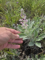 Lupinus villosus, photograph (c) Scott Allen Davis, some rights reserved (CC BY)