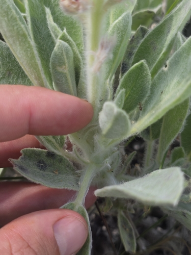 Lupinus villosus, photograph 5