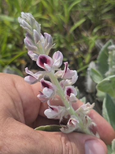 Lupinus villosus, photograph 6