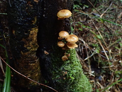 Pholiota subflammans