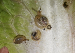 Monacha obstructa