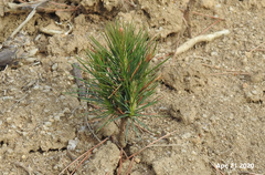 Pinus densiflora
