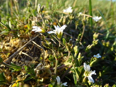 Cerastium arvense