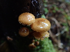 Pholiota subflammans