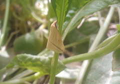 Rhodometra sacraria