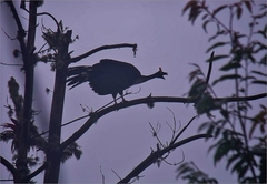 Oreophasis derbianus