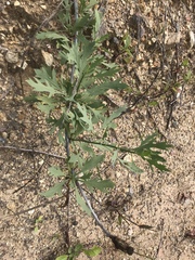 Romneya coulteri