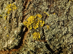 Xanthoria parietina