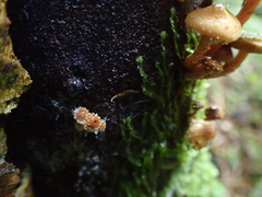 Pholiota subflammans