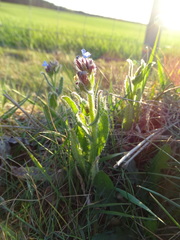 Anchusa arvensis