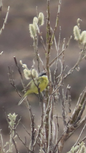 Eastern Yellow Wagtail (Eastern)