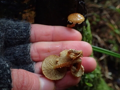 Pholiota subflammans