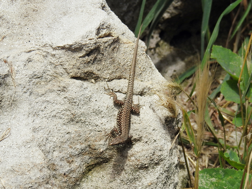 Common Wall Lizard