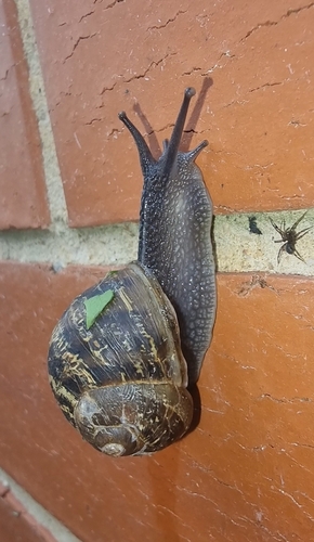 Garden Snail