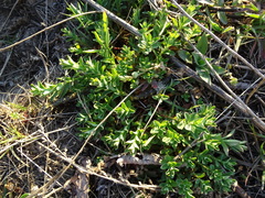 Hypericum perforatum